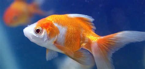 The Origins of the Symbolism Associated with the Captivating Red Goldfish