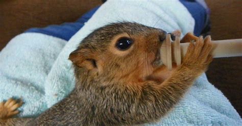 The Orphaned Squirrel in Need