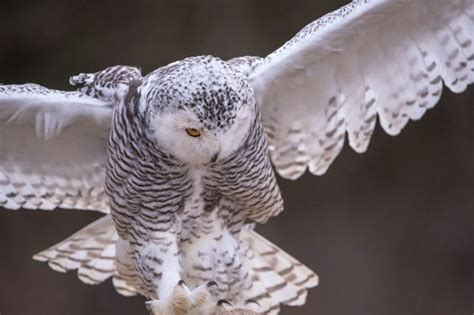 The Owl's Fragile Feathers: Exposing Vulnerability