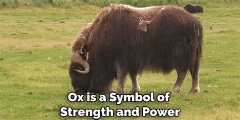 The Ox as a Symbol of Power and Strength