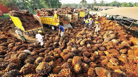 The Palm Fruit Harvesting Industry: An Opportune Business Venture