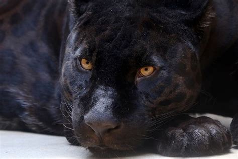 The Panther as a Metaphor for the Subconscious Mind