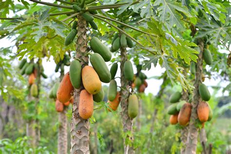 The Papaya Fruit as a Symbol of Metamorphosis in Dreams