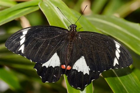 The Papilio Aegeus: The Real-life "Phoenix" Butterfly and its Fascinating Traits