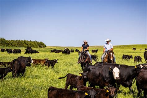 The Path Ahead: Innovating and Practicing for a Sustainable Beef Industry