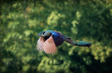 The Peacock's Flight: A Symbol of Beauty and Freedom