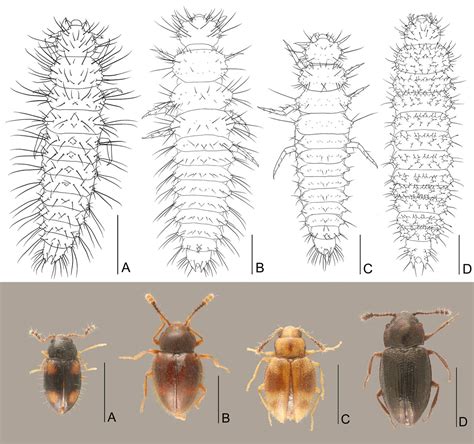 The Peculiar Phenomenon: Nightmares of Tiny Larvae Taking Hold