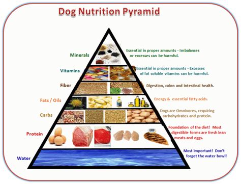 The Perfect Diet and Nutrition for Snowy German Canines