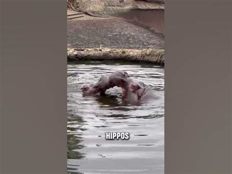 The Perils and Thrills of venturing into the Waters with Mighty Hippos