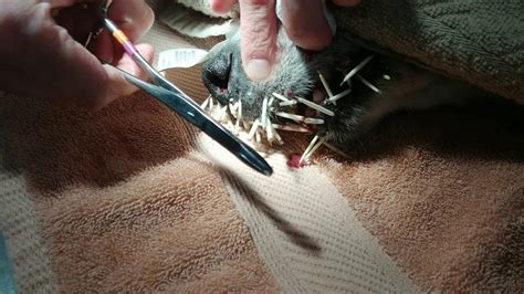 The Perils of Neglecting Porcupine Quill Removal