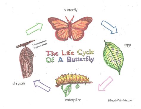 The Personal Life and Relationships of Butterfly
