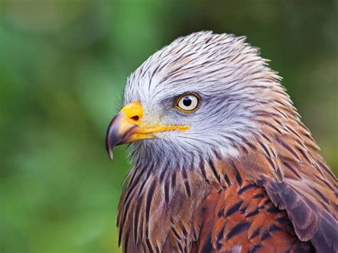 The Physical Characteristics and Habitat of the Red Kite Bird