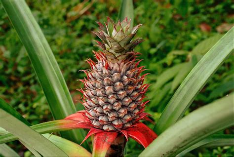 The Pineapple Tree in Mythology: A Divine Fruit with Hidden Meaning