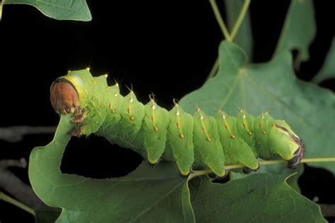 The Pink Caterpillar's Diet and Feeding Habits