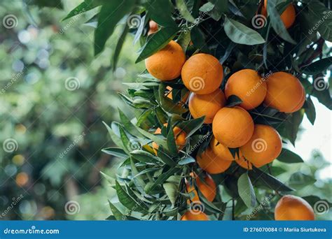 The Pleasure of Harvesting Juicy Citrus Fruits from an Orchard in Your Fantasies