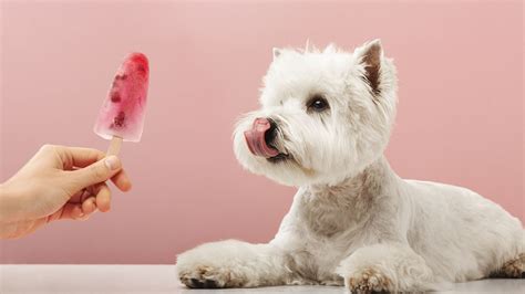 The Pleasure of Mealtimes: Recommendations for Ensuring Your Puppy Relishes Every Mouthful