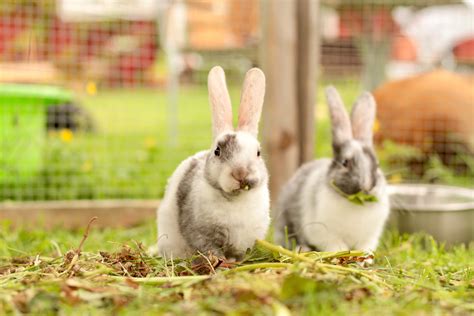 The Pleasures of Caring for a Bunny: Advantages of Rabbit Companionship