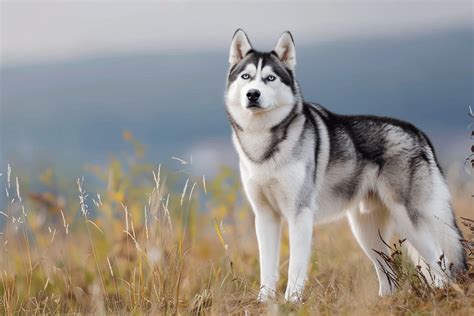 The Pleasures of Having a Siberian Husky: An Energetic and Devoted Companion