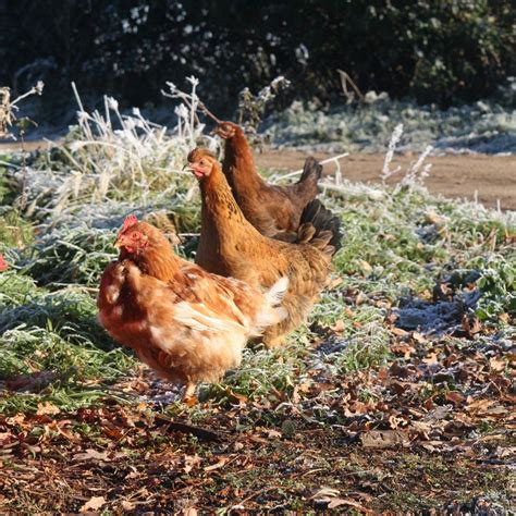 The Pleasures of Raising Chickens: Reasons why they are Fantastic Companions