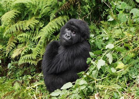 The Plight of Endangered Gorillas: A Call to Action