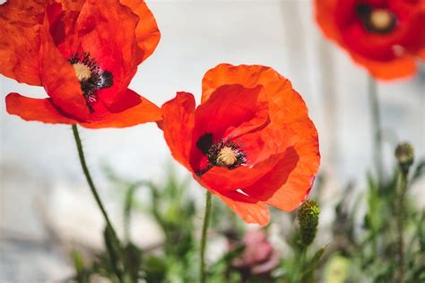 The Poppy Bloom in the Realm of Art and Literature