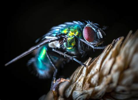 The Positive Spin: Discovering Potential Upsides in the Symbolic Meaning of Ingesting a Fly