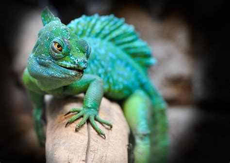 The Possible Interpretations of Dreaming about a Tiny Emerald Reptile