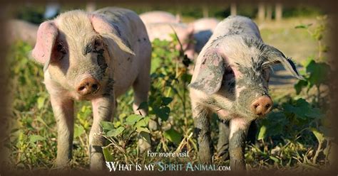 The Potency and Ferocity: Symbolic Importance of Untamed Swine