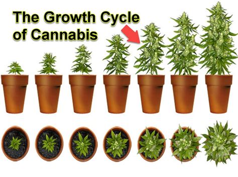 The Potency of Growth: Deciphering the Significance of Bud Development