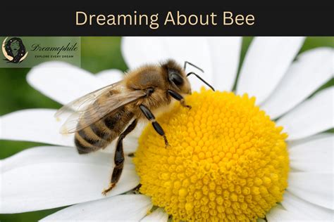 The Potential Significance of Dreaming about a Beehive