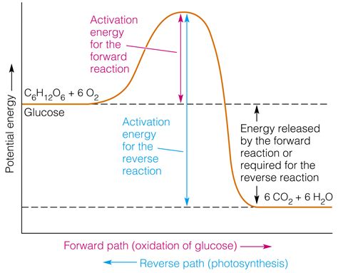 The Potential of Combustion: Matches as a Representation of Energy Release