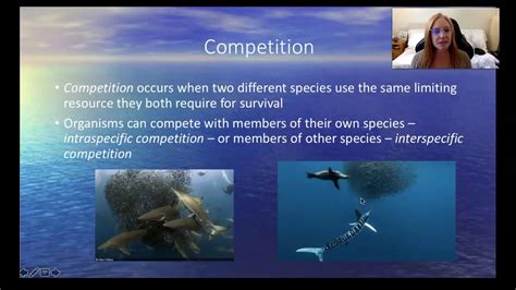 The Potential of Engaging in Deep Interactions with Marine Creatures to Foster Personal Development