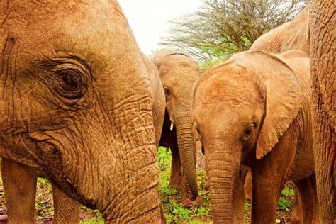 The Power and Majesty of Elephants