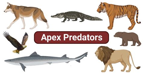 The Power and Presence of the Apex Predator