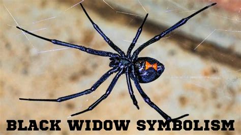 The Power of Archetypes: Black Widows as Symbols of Transformation