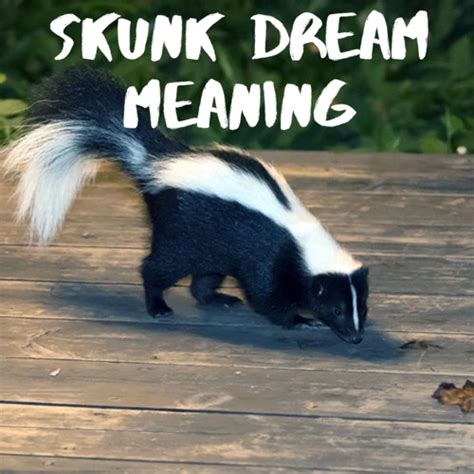 The Power of Dreams: Unlocking the Significance of Skunks