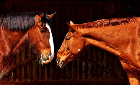 The Power of Equine Camaraderie