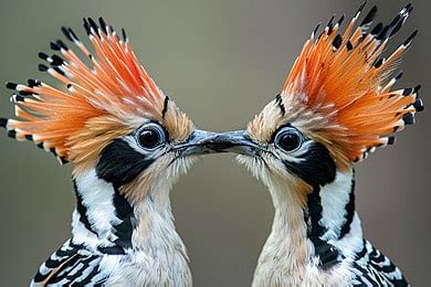 The Power of Harmony: How Avian Species Utilize Melody for Effective Communication