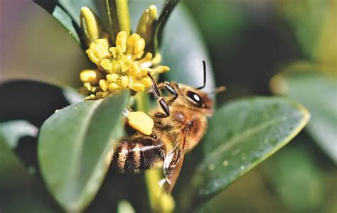 The Power of Honey: Understanding the Healing and Nurturing Aspect of Dreams