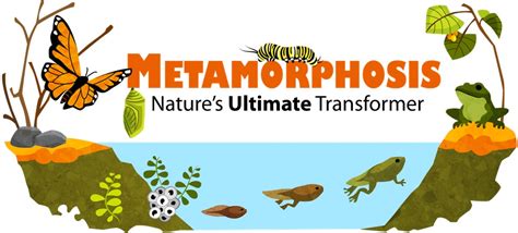 The Power of Metamorphosing Creatures: Pushing the Boundaries of Reality