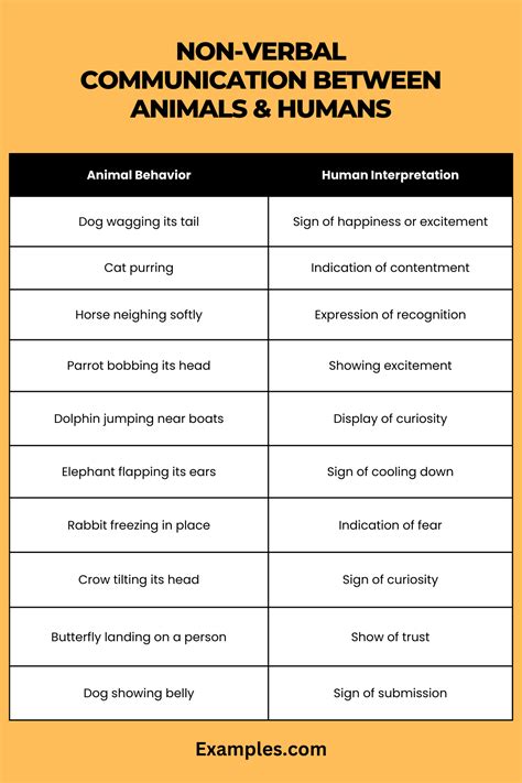 The Power of Non-Verbal Communication: Insights from Human-Animal Interaction