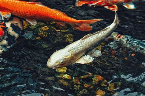 The Power of Water: Exploring the Impact of Pond Fish Symbolism on Spiritual Growth