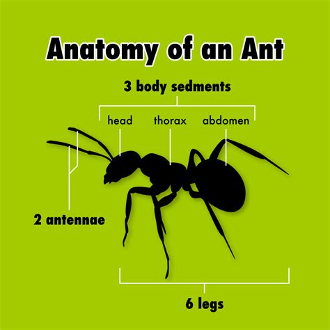 The Presence of Ants as Representations of Overwhelming Responsibilities