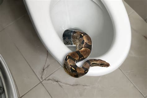 The Presence of Serpents Inside Toilets