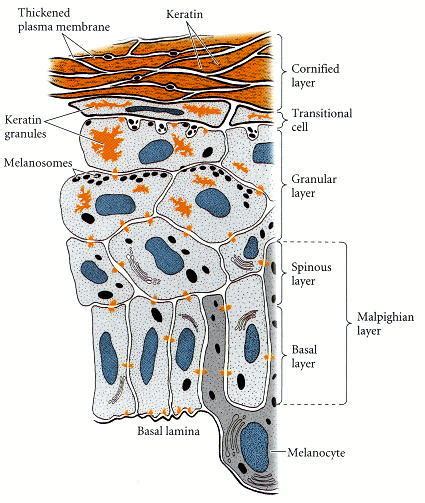 The Presence of Worms in the Epidermis: Origins and Insights