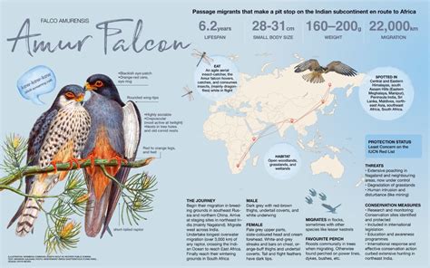 The Preservation of the White Falcon's Habitat: A Crucial Endeavor in Conservation