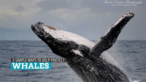 The Pressing Need for the Protection of Whales