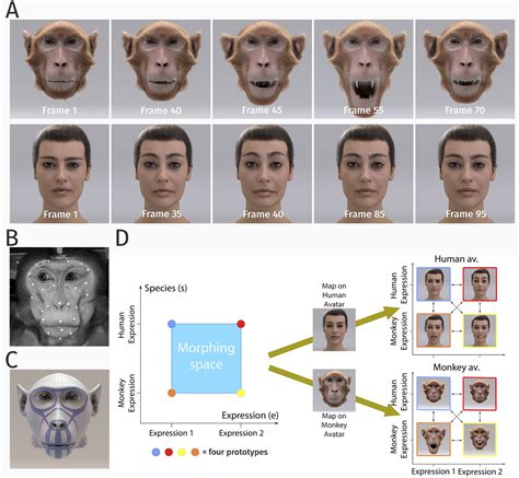 The Primate's Representation of Playfulness and Versatility