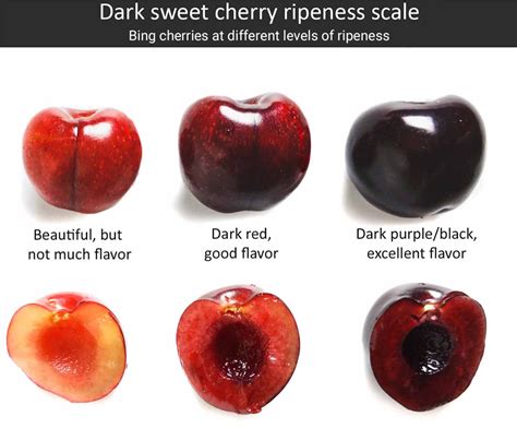 The Prime Period for Harvesting: Indicators of Succulent Cherry Fruits