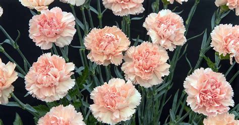 The Process of Cultivating Blush Carnations